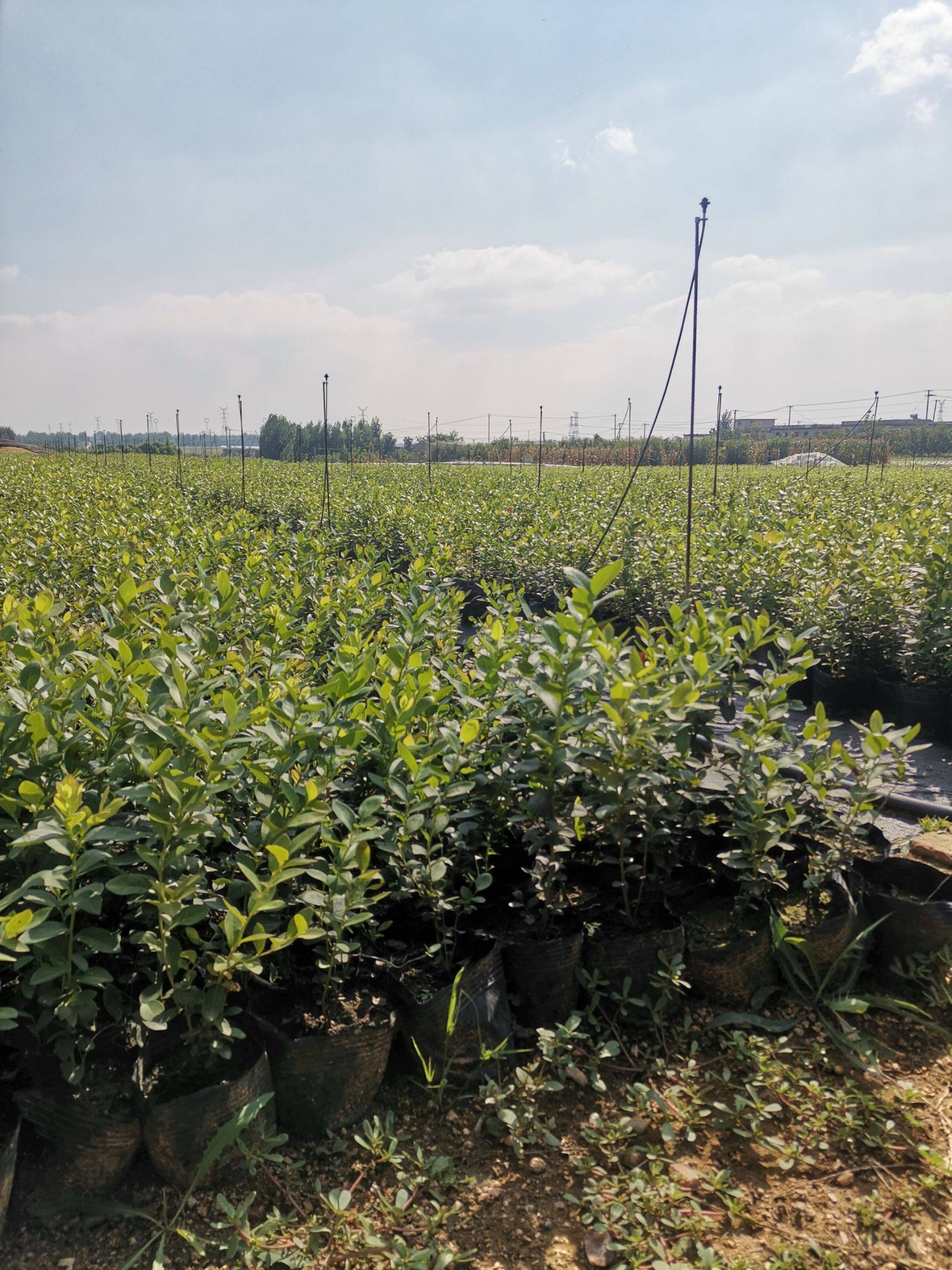 山东奥尼尔蓝莓苗大型繁育基地奥尼尔蓝莓树苗适应地区