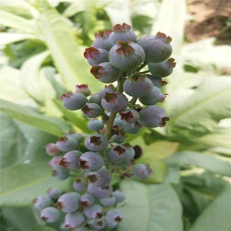 極早熟早藍藍莓苗大型培育基地早藍藍莓苗適應(yīng)土壤