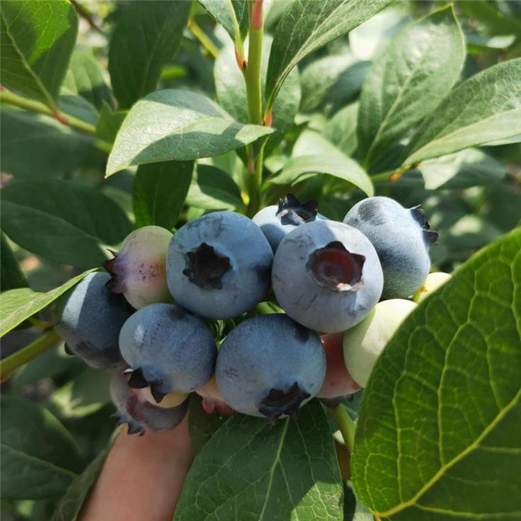 大果型早蓝蓝莓苗移栽季节早蓝蓝莓苗根系发达