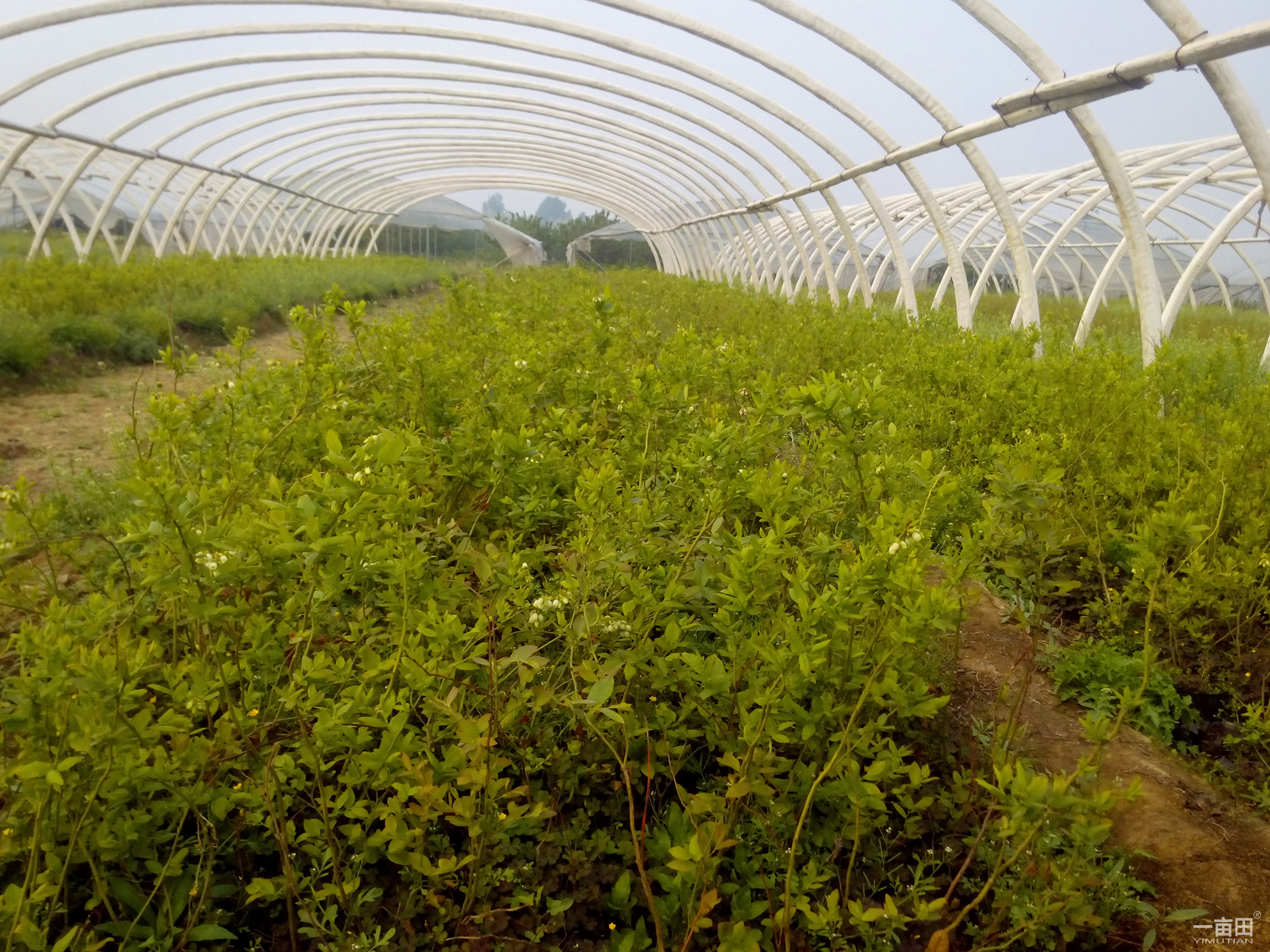 極早熟早藍藍莓苗大型培育基地早藍藍莓苗適應(yīng)土壤