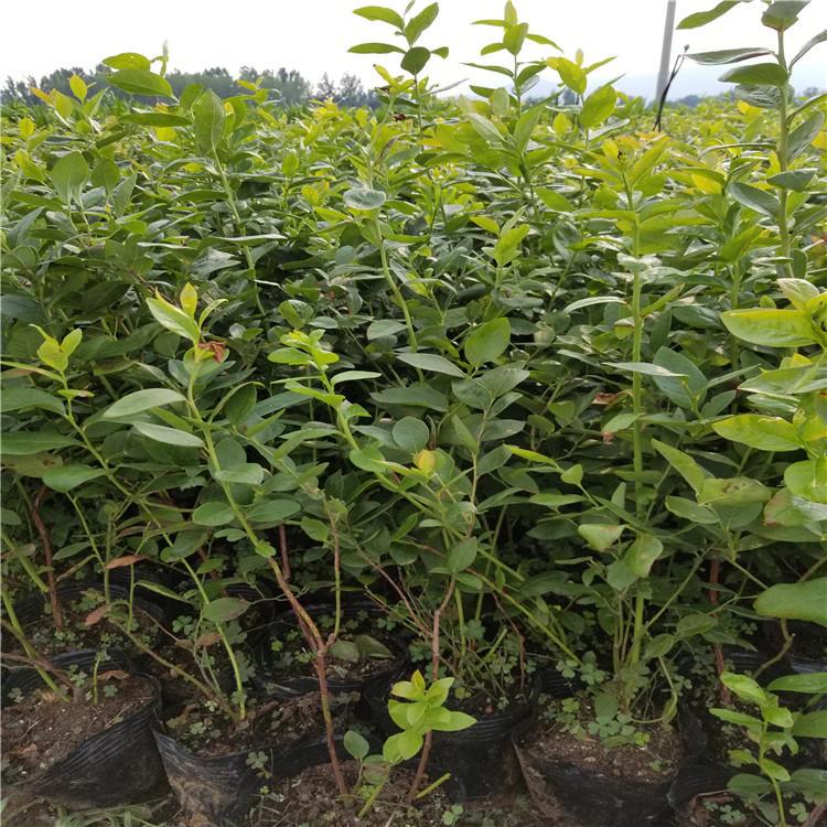 極早熟早藍藍莓苗大型培育基地早藍藍莓苗適應(yīng)土壤
