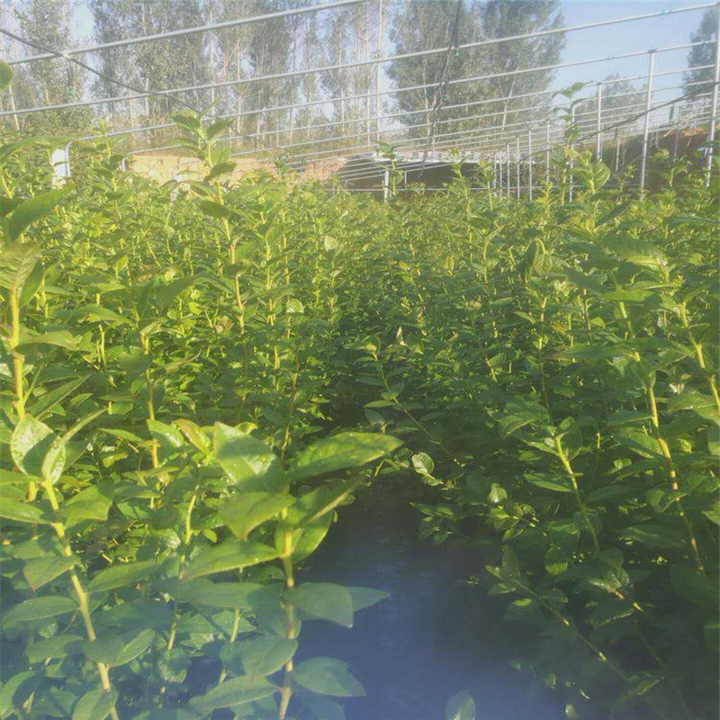 極早熟早藍藍莓苗修剪技術(shù)早藍藍莓苗順豐包郵