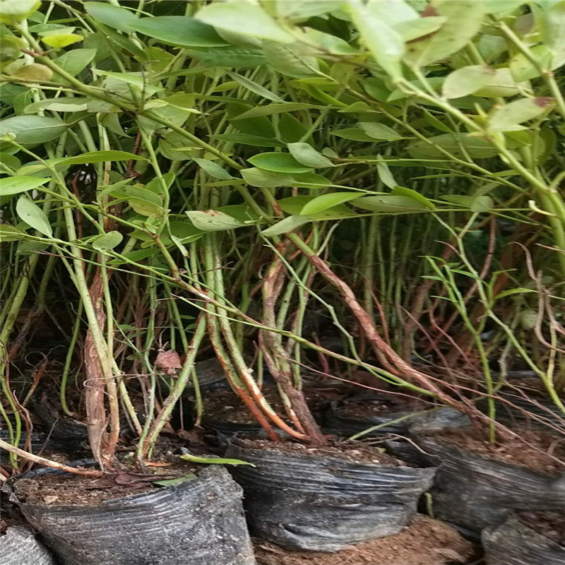 極早熟早藍藍莓苗繁育場早藍藍莓苗根系發(fā)達