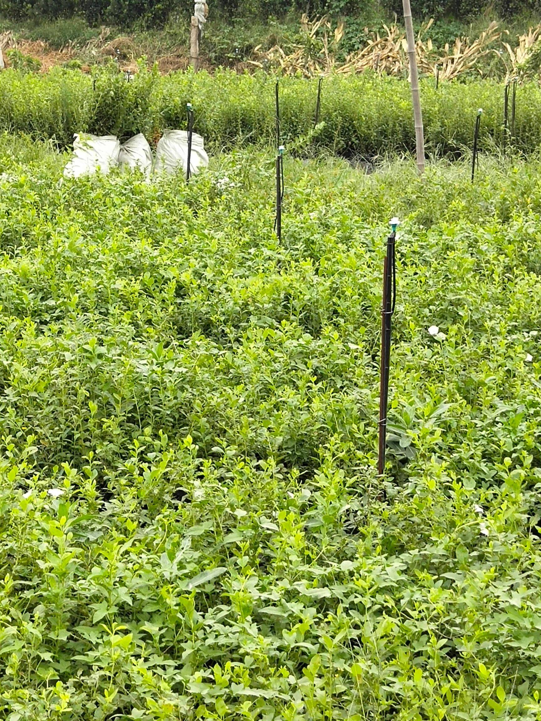 營養(yǎng)缽早藍藍莓苗大型育苗基地早藍藍莓苗種植要求