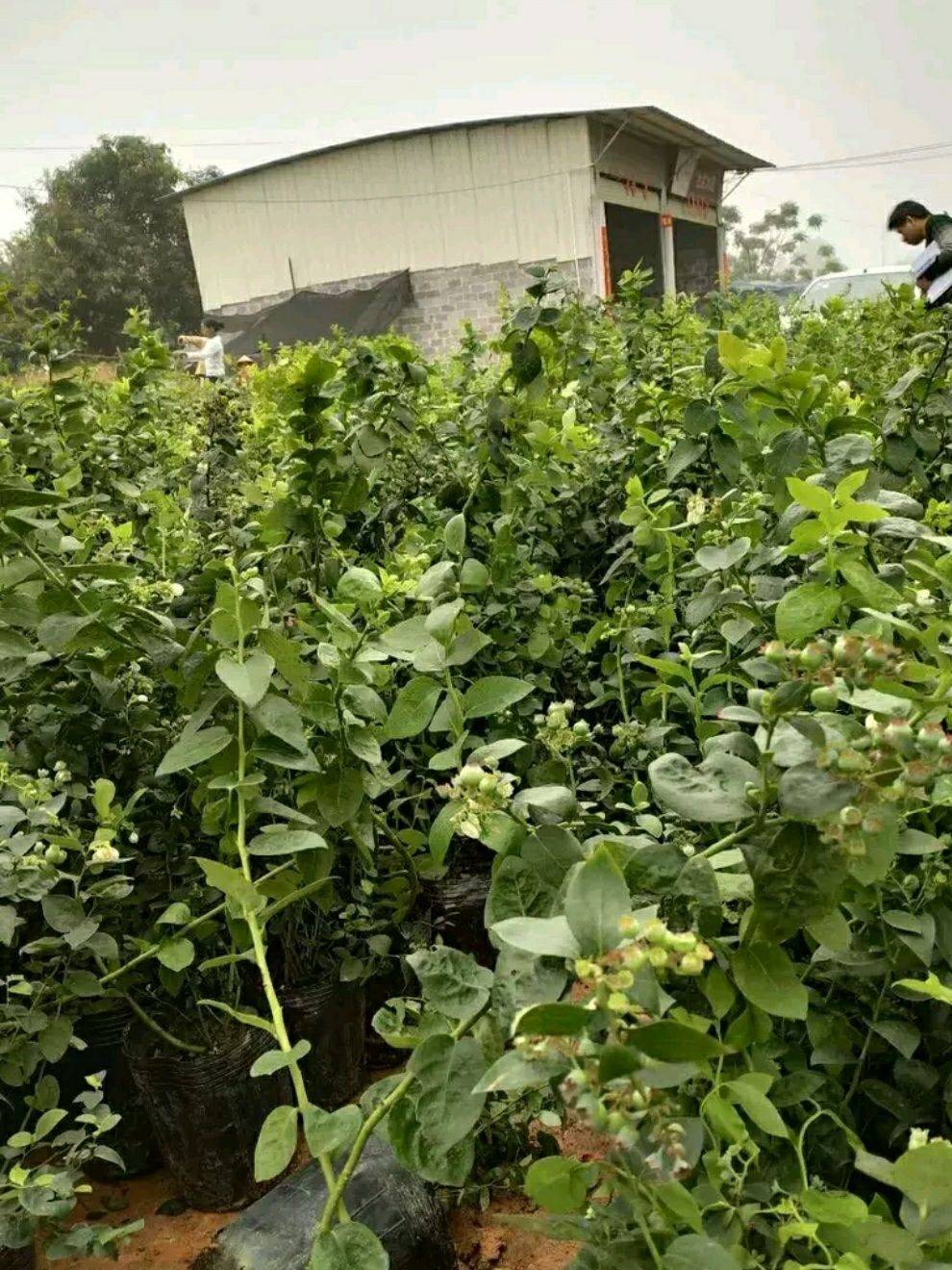 泰安早藍藍莓苗批發(fā)價格早藍藍莓樹苗適應(yīng)地區(qū)