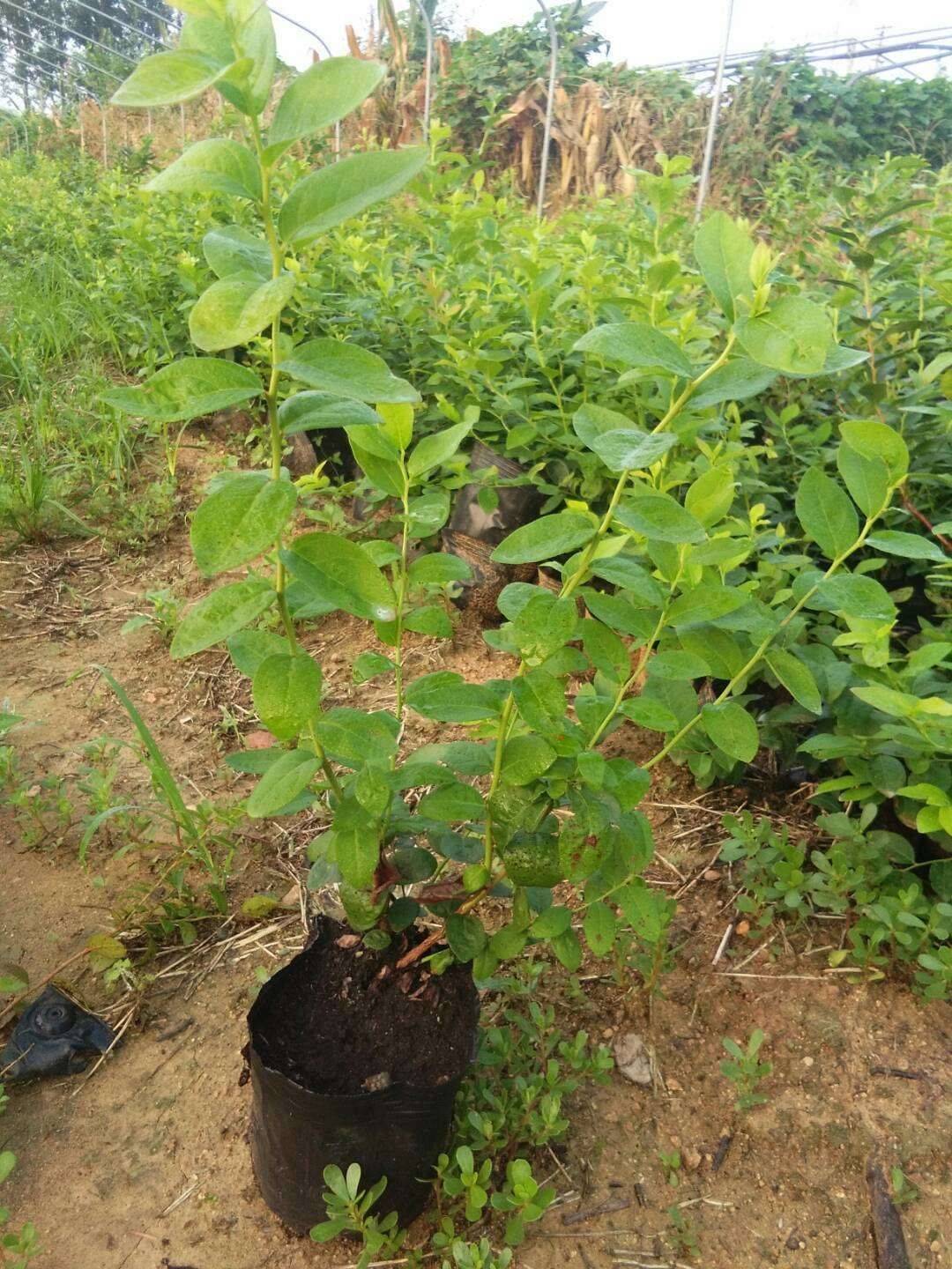 早蓝蓝莓苗成熟季节早蓝蓝莓苗苗木粗壮