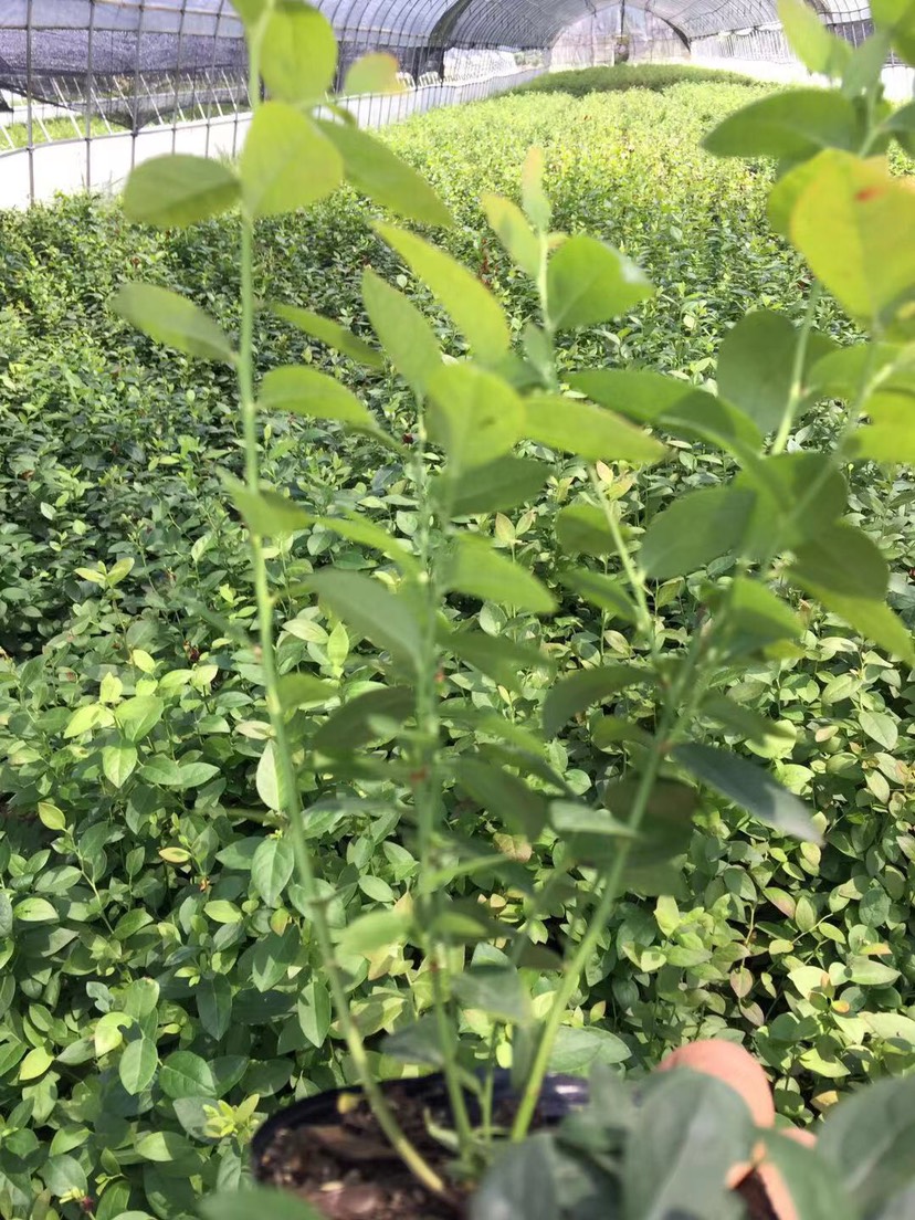 極早熟早藍藍莓苗繁育場早藍藍莓苗根系發(fā)達