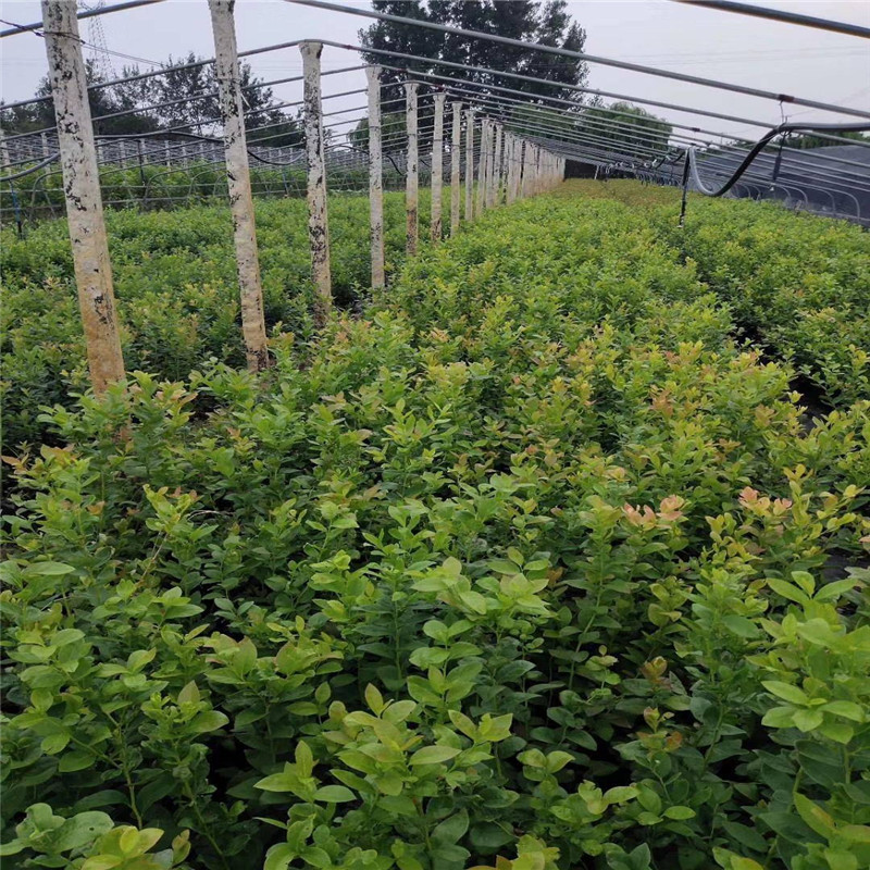 極早熟早藍藍莓苗大型培育基地早藍藍莓苗適應(yīng)土壤