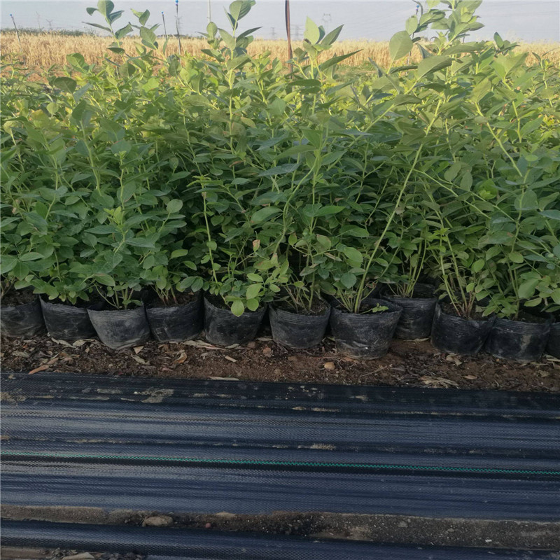 營養(yǎng)缽早藍藍莓苗大型育苗基地早藍藍莓苗種植要求