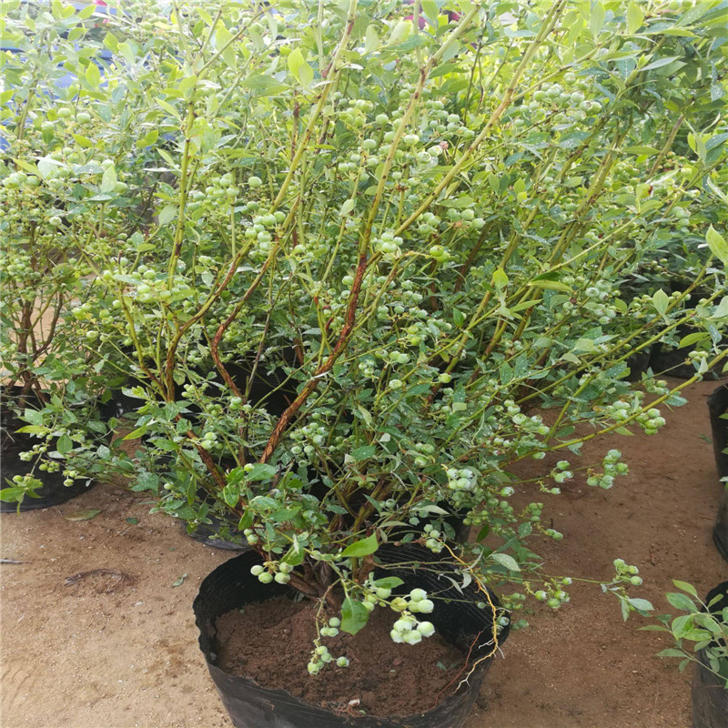 營養(yǎng)缽早藍藍莓苗大型育苗基地早藍藍莓苗種植要求