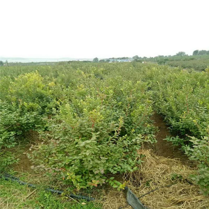 营养杯早蓝蓝莓苗栽培技术早蓝蓝莓苗修剪培训