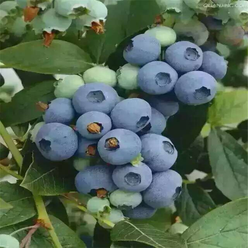 早熟早藍藍莓苗成熟季節早藍藍莓大棚管理技術