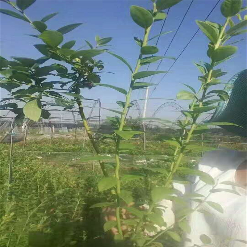 早熟早藍藍莓苗成熟季節早藍藍莓大棚管理技術