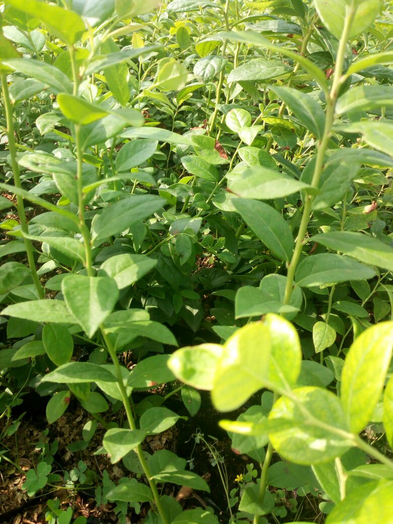 營養(yǎng)缽早藍藍莓苗大型育苗基地早藍藍莓苗種植要求
