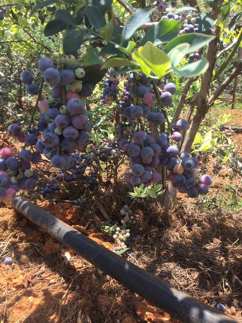極早熟早藍藍莓苗繁育場早藍藍莓苗根系發(fā)達
