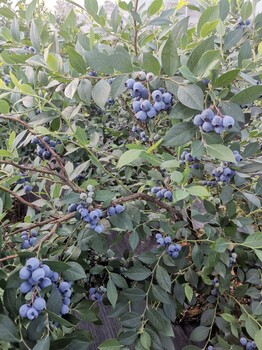 山东早蓝蓝莓苗施肥技巧早蓝蓝莓苗根系发达