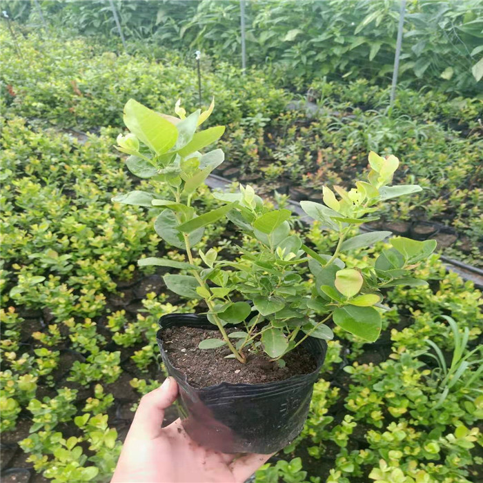 極早熟早藍藍莓苗修剪技術(shù)早藍藍莓苗順豐包郵