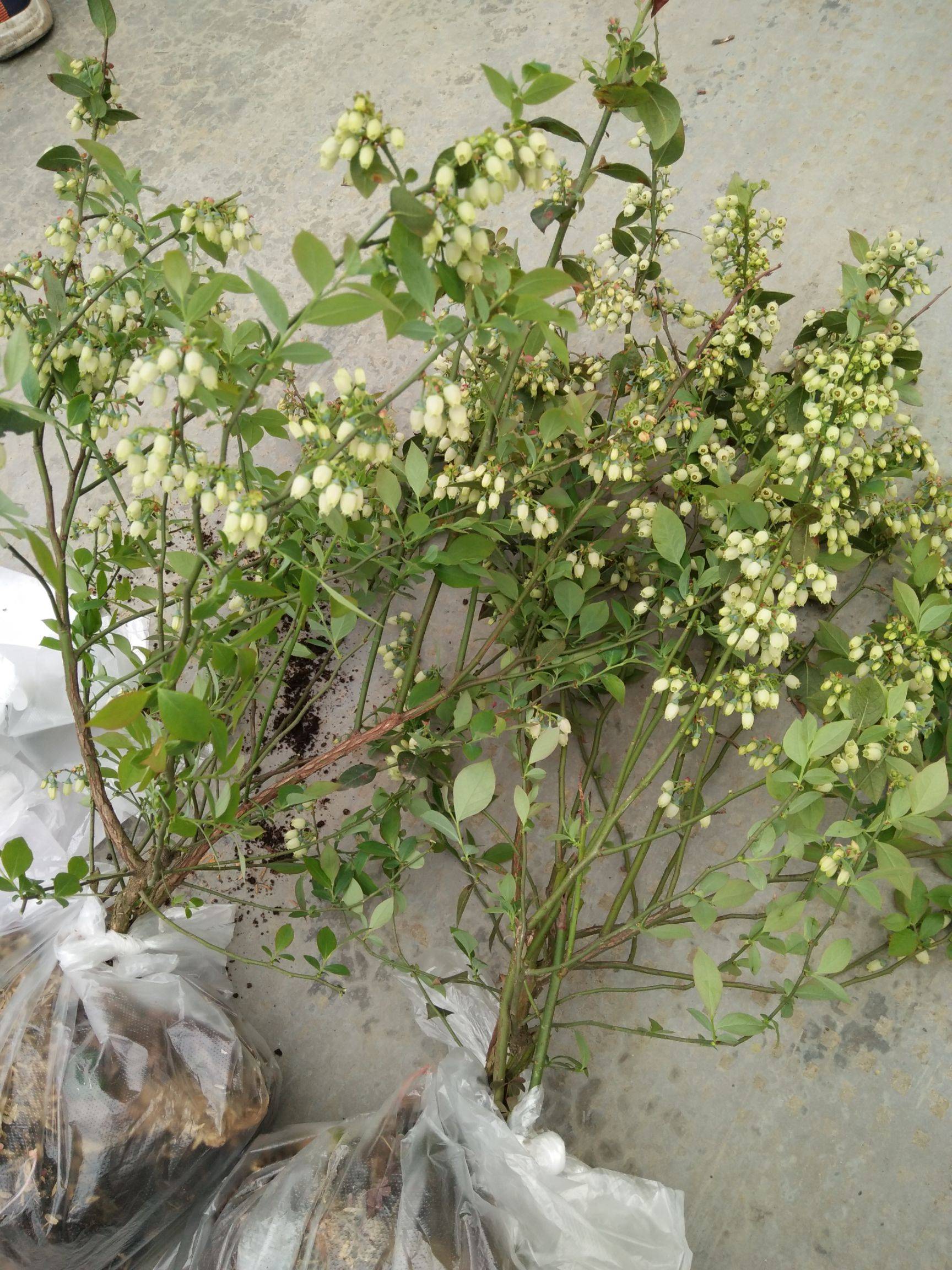 早熟早藍(lán)藍(lán)莓苗品種介紹早藍(lán)藍(lán)莓苗需冷量