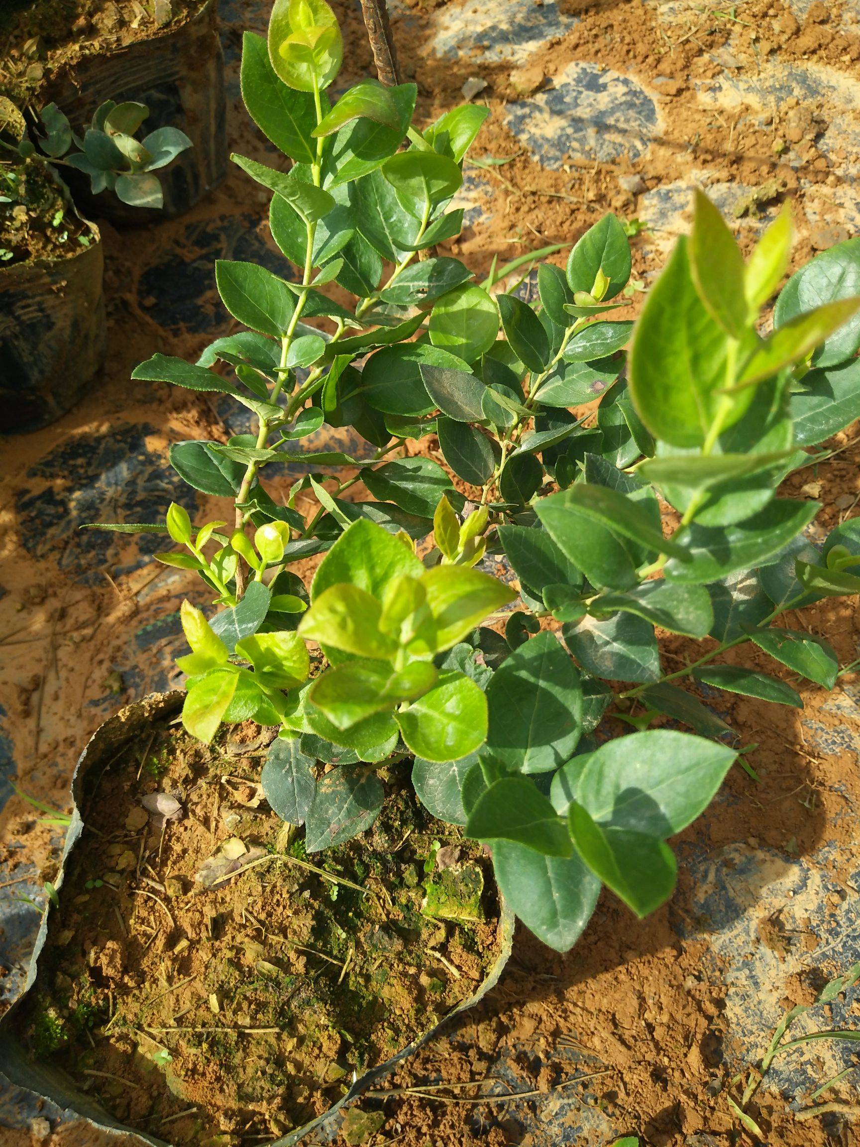 營養(yǎng)缽早藍藍莓苗大型育苗基地早藍藍莓苗種植要求