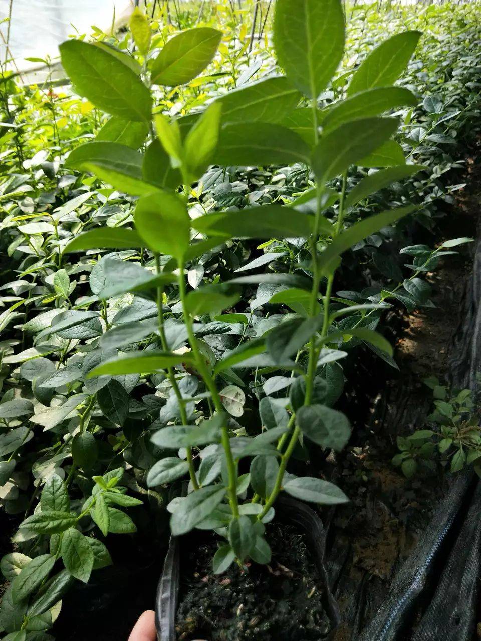組培脫毒藍(lán)莓苗詳情介紹早藍(lán)藍(lán)莓苗苗木粗壯