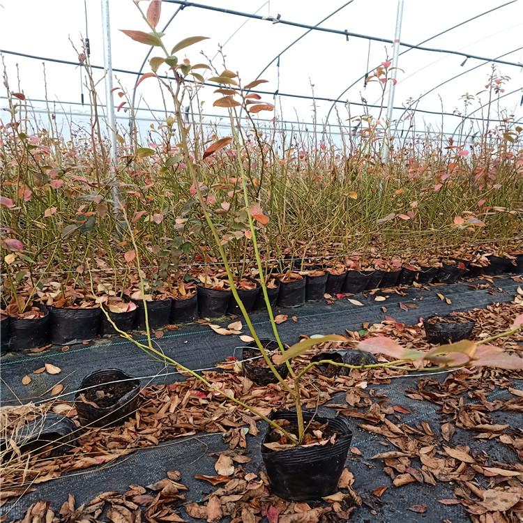 營養(yǎng)缽早藍藍莓苗大型育苗基地早藍藍莓苗種植要求