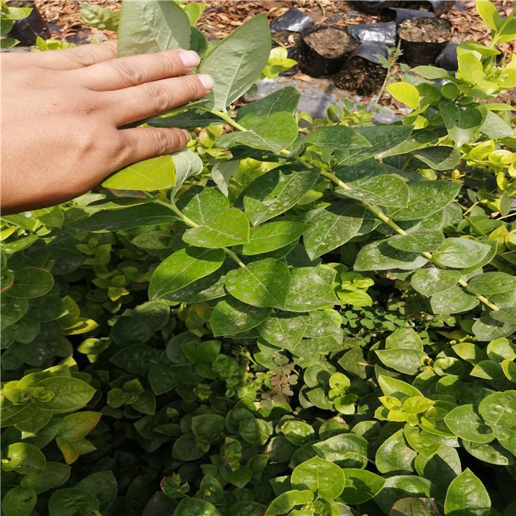 耐地温的钱德勒蓝莓苗现挖现发钱德勒蓝莓抗寒能力