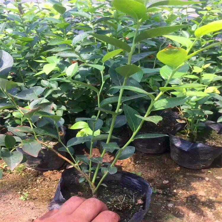 早熟钱德勒蓝莓苗适应种植距离供应各种规格蓝莓苗
