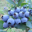 钱德勒蓝莓苗规格齐全品种优良钱德勒蓝莓苗好管理吗图片