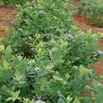 钱德勒蓝莓树苗规格齐全品种优良钱德勒蓝莓长势