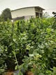 冻不死的钱德勒蓝莓苗顺丰包邮钱德勒蓝莓品种种植季节