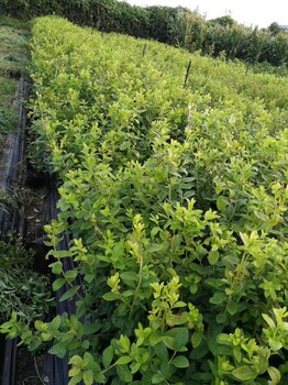 地栽比较火的蓝莓品种种植前景钱德勒蓝莓长势