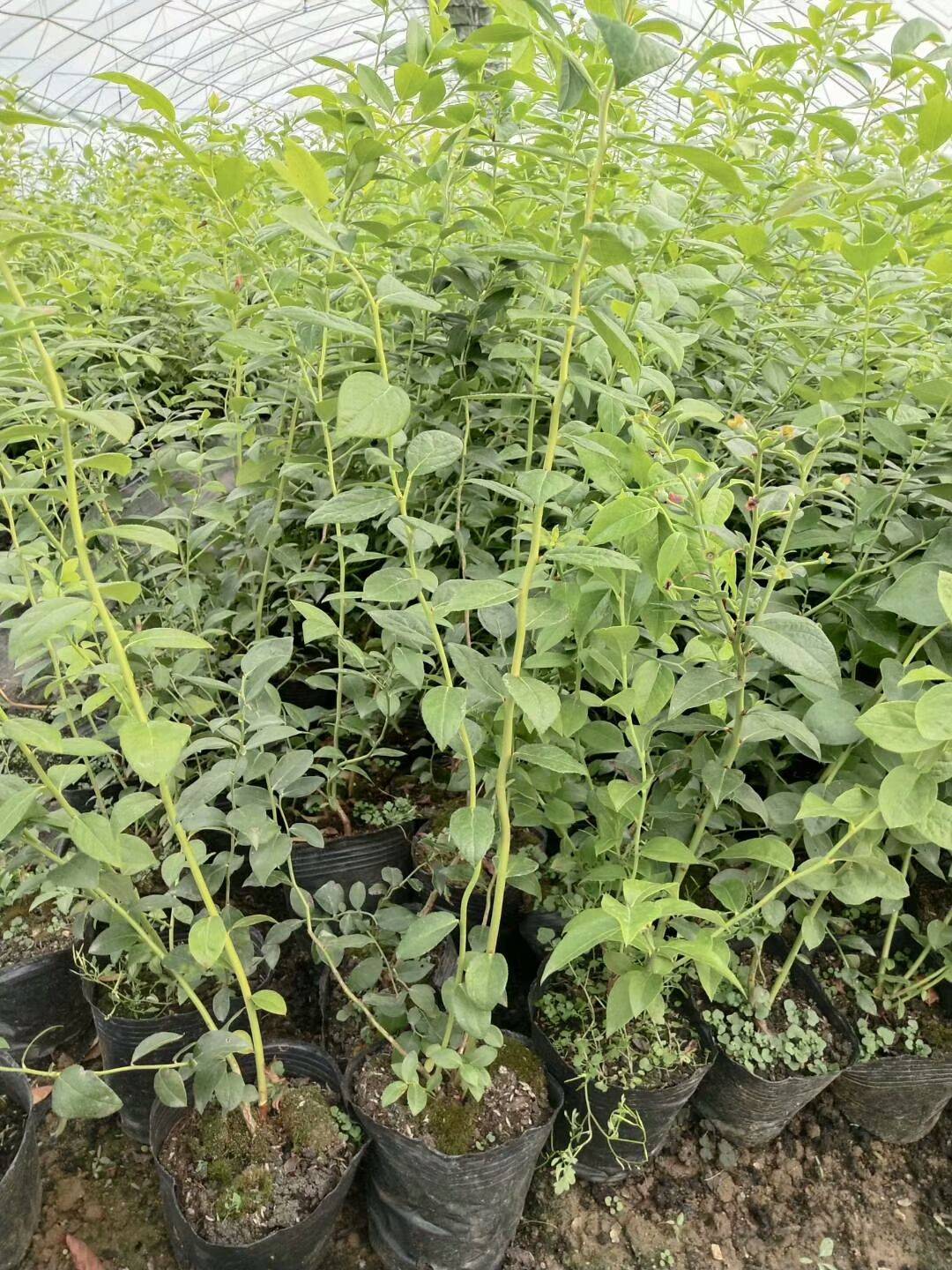 凍不死的錢德勒藍莓苗適應的種植地區錢德勒的藍莓苗價格