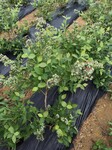钱德勒蓝莓树苗露天管理技术钱德勒蓝莓种植技术