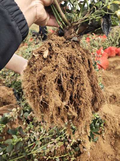 地栽比较火的蓝莓品种种植前景钱德勒蓝莓长势