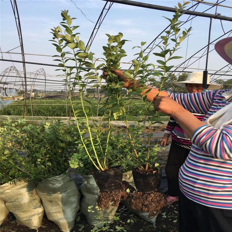 新品种蓝金蓝莓小苗适应的种植地区大果蓝金蓝莓种植技术