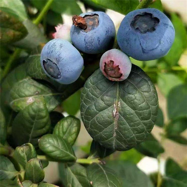 组培脱毒蓝金蓝莓苗栽培方法蓝金蓝莓抗寒能力