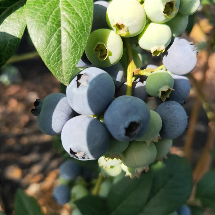 组培大果蓝金蓝莓苗施肥方法蓝金蓝莓培养技术