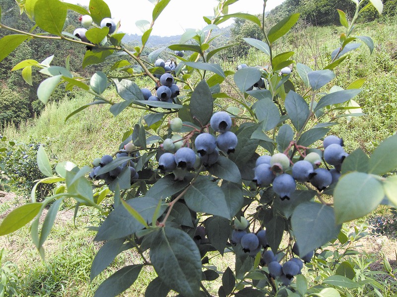 大果蓝金蓝莓树苗育苗基地供应各种规格蓝莓苗