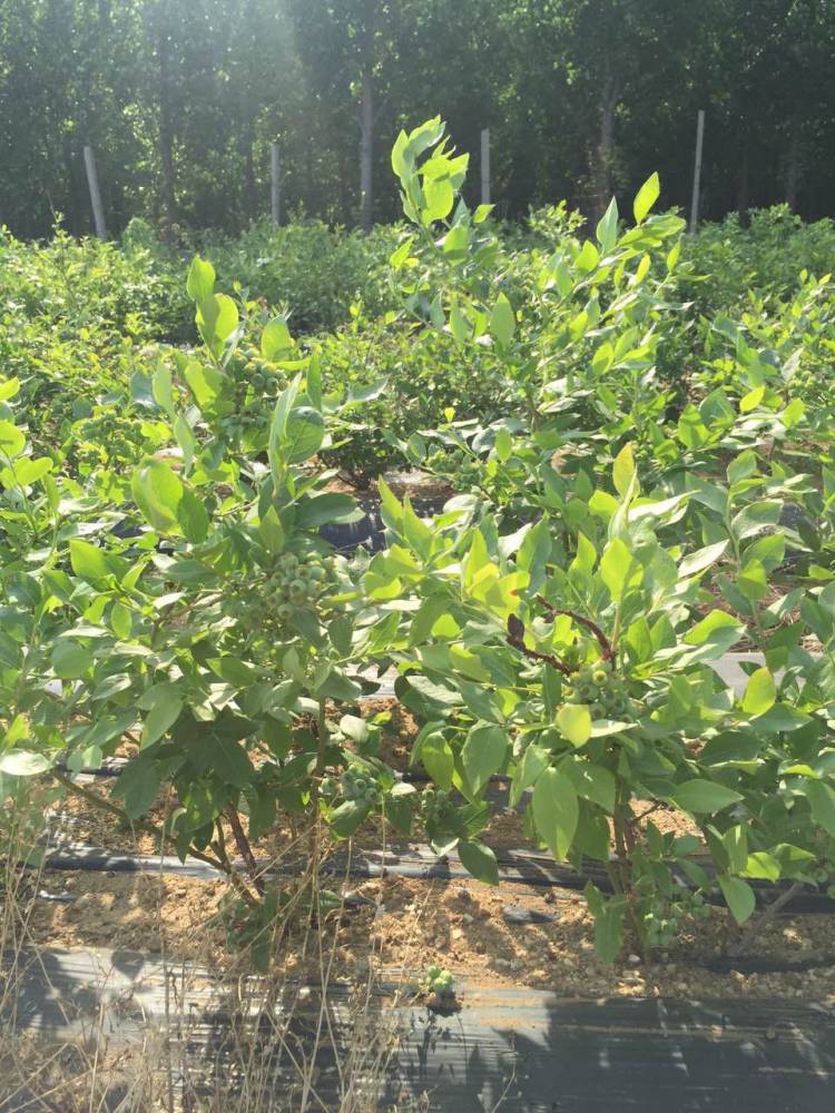 大果蓝金蓝莓栽培方法蓝金蓝莓品种种植季节