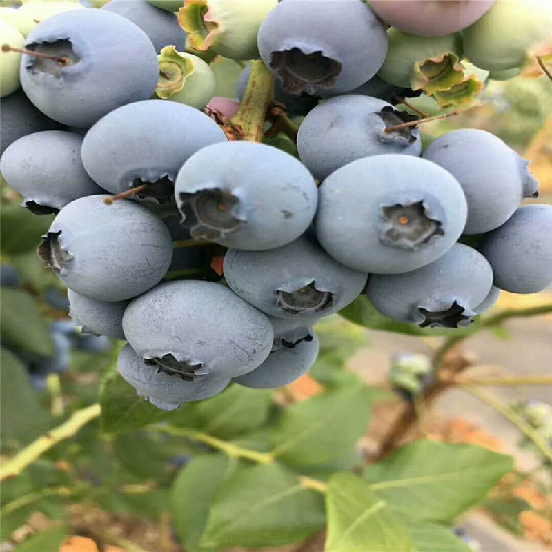 比较火的蓝金蓝莓品种施肥技巧蓝金蓝莓苗好管理吗
