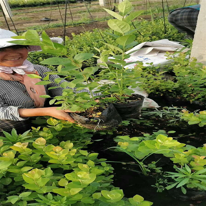 大果蓝金蓝莓大型育苗场大果蓝金蓝莓苗一棵价格