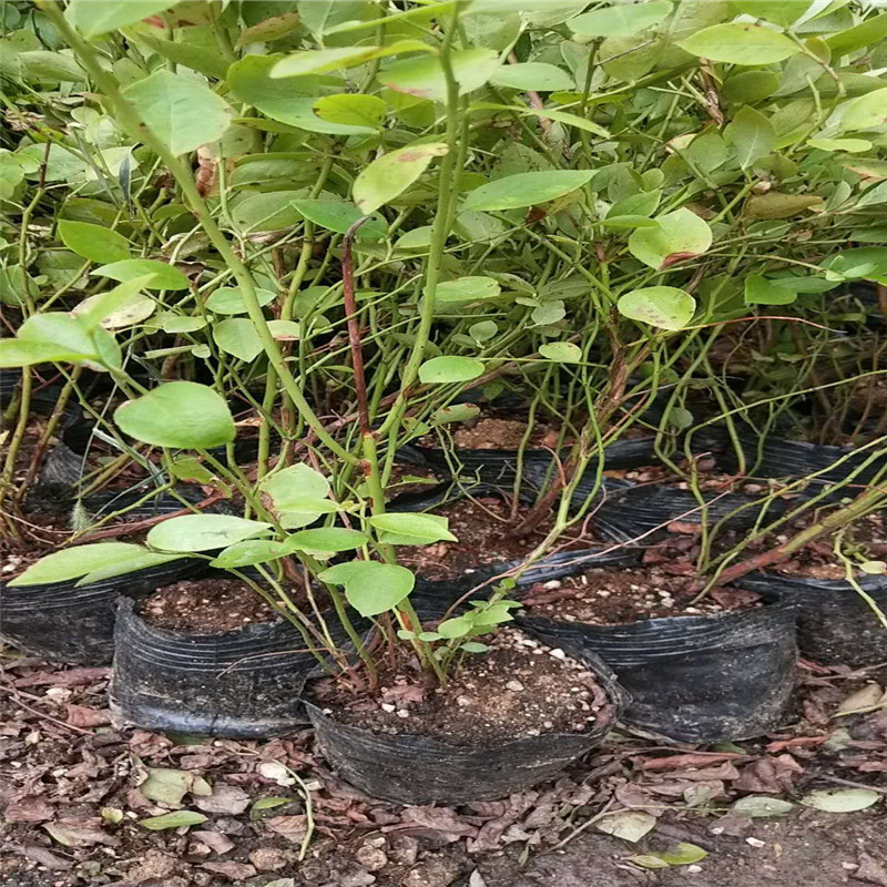 大果蓝金蓝莓新品种品种简介蓝金蓝莓好吃吗