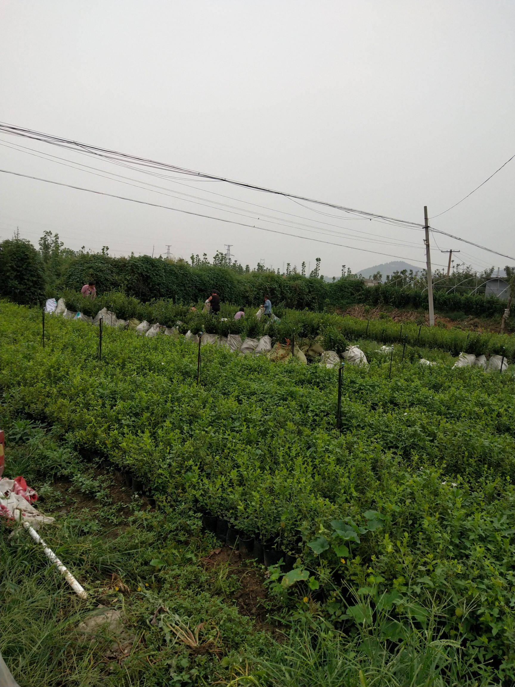 大果蓝金蓝莓品种几年挂果供应各种规格蓝莓苗