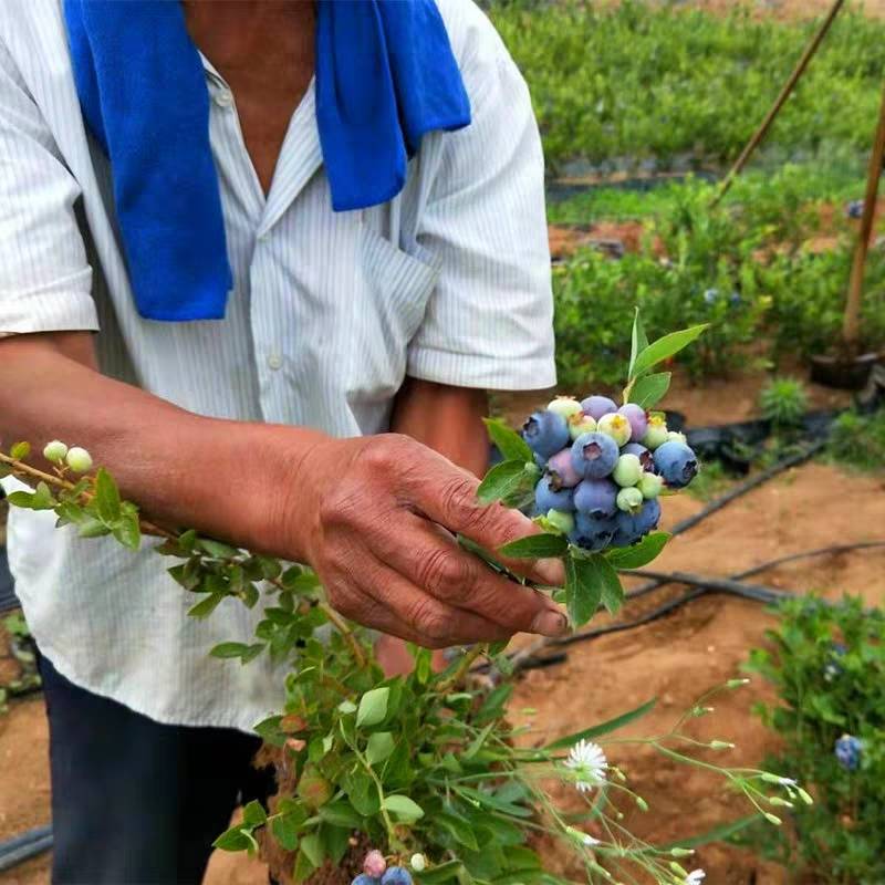 大果蓝金蓝莓大型育苗场大果蓝金蓝莓苗一棵价格