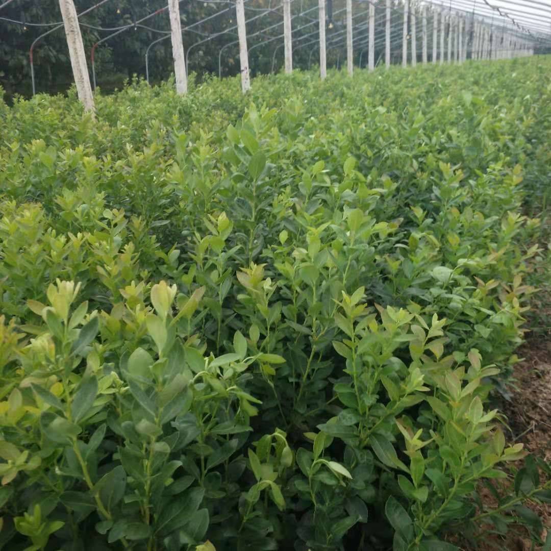 大果蓝金蓝莓树苗育苗基地供应各种规格蓝莓苗