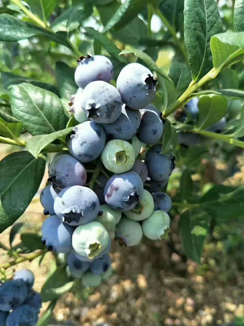 大果蓝金蓝莓树苗育苗基地供应各种规格蓝莓苗