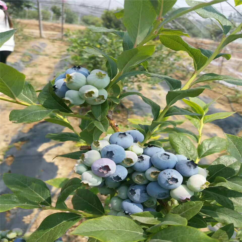 山东蓝金蓝莓苗几年挂果蓝金蓝莓苗自花授粉能力