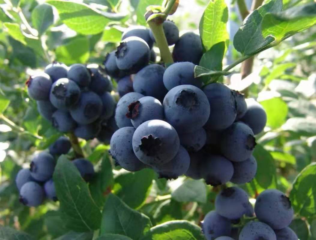 比较火的蓝金蓝莓品种施肥技巧蓝金蓝莓苗好管理吗
