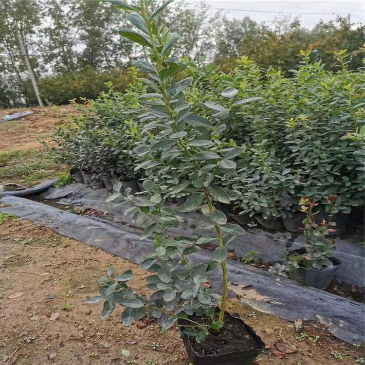 新品种蓝金蓝莓小苗批发基地蓝金蓝莓品种种植季节