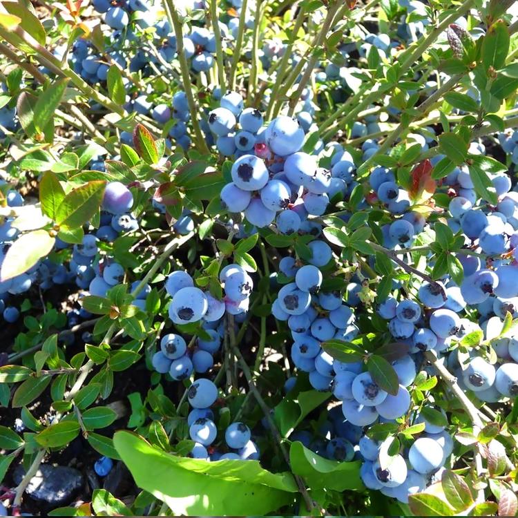 泰安蓝金蓝莓苗栽培技术蓝金蓝莓培养技术